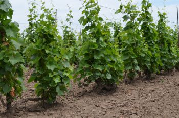 На Ставрополье в 2019 году заложат 100 га новых виноградников 
