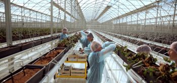 Господдержка производителей ягод на Ставрополье вырастет