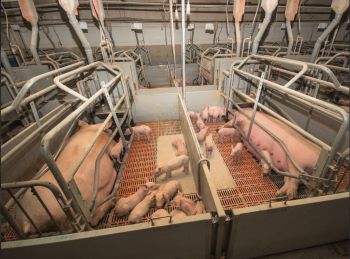 Производство свинины на Ставрополье с начала года выросло на 2,5%