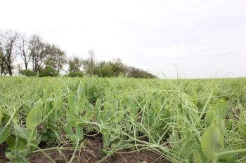 Аграрии Ставрополья могут снизить платеж по страхованию посевов