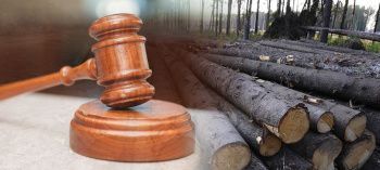 Георгиевская полиция напоминает об ответственности за незаконную вырубку лесных насаждений