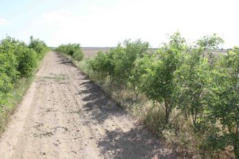 Борьбу с опустыниванием на Ставрополье поддержат госсубсидиями 