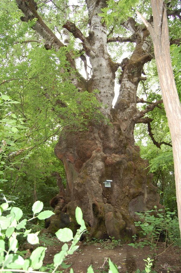 Деревья Ставропольского Края Фото И Названия