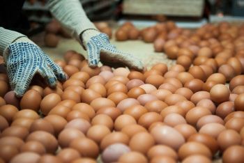 Производители куриного яйца из Ставропольского края впервые за долгое время получат финансовую поддержку от государства