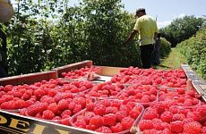 Развитие ягодоводства на Ставрополье только набирает свой масштаб