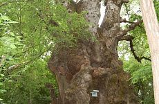 Деревья Ставропольского Края Фото И Названия